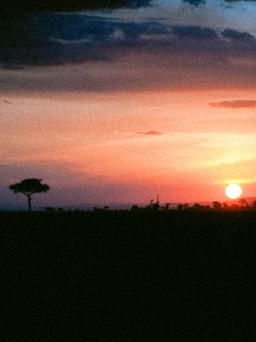 Safaris