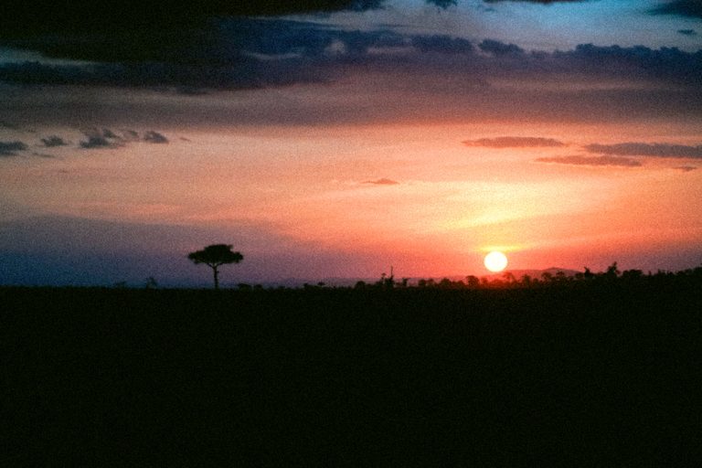 Safaris — luxury travel by Forest Travel