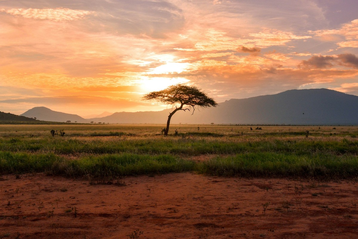 The Great Safari