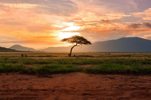 The Great Safari