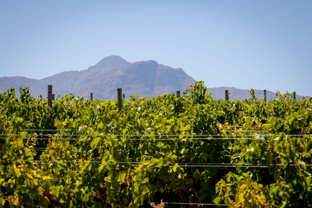 El Cabo y el Safari de las Tierras Vinícolas