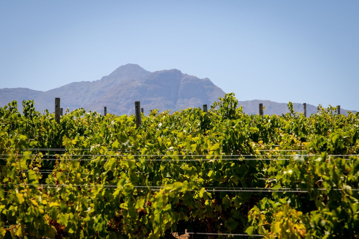 The Cape & Winelands Safari