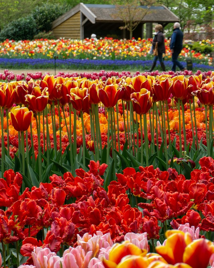 The Tulip Estates