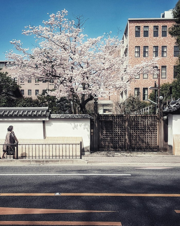 The Sakura Forecast