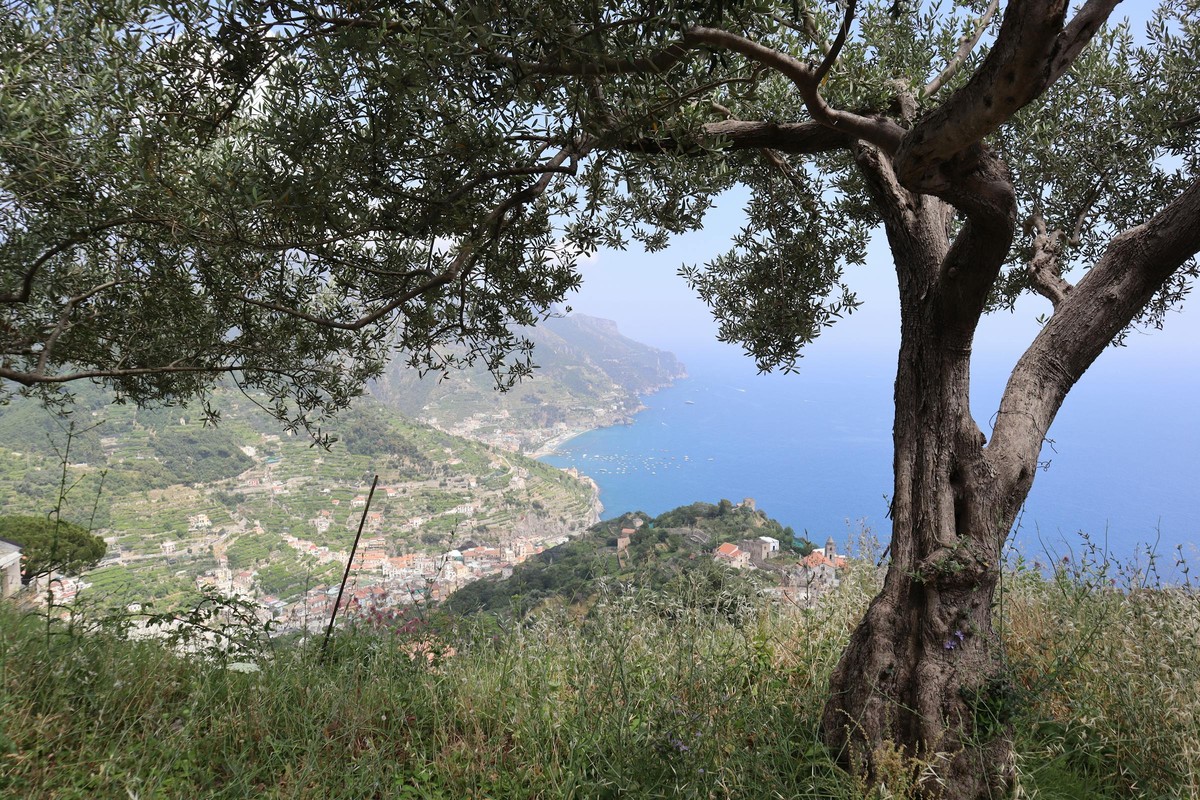 A lemon grove above the coast