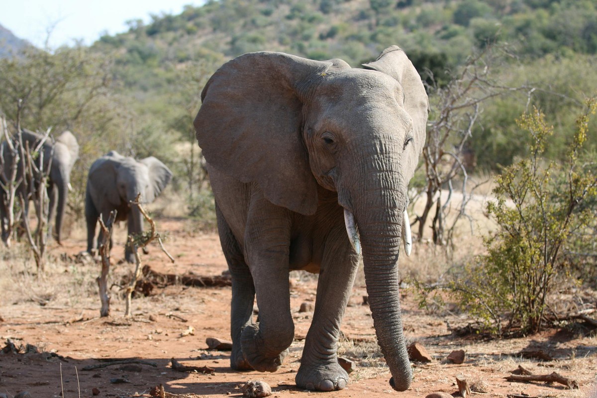 Time with the anti-poaching team