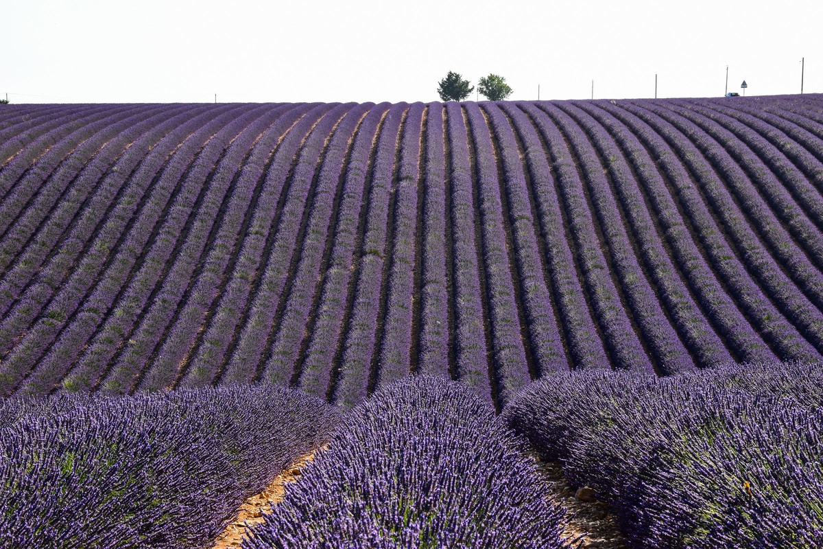 A lavender field at harvest with the distiller