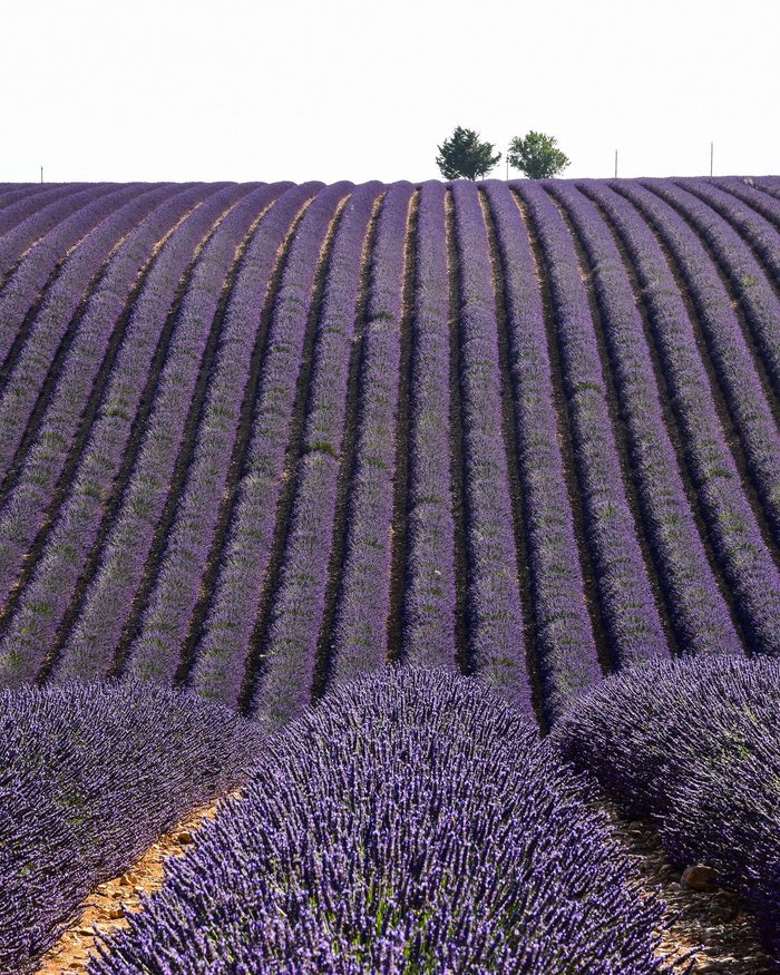 The Lavender, Before It Is Cut
