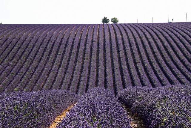 Un campo de lavanda en época de cosecha con el destilador