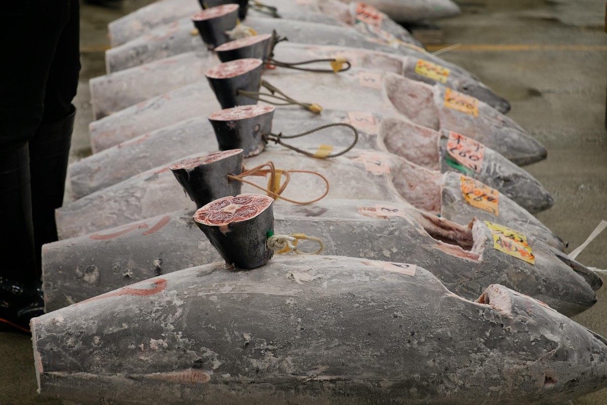 Tsukiji at 4am with a tuna broker