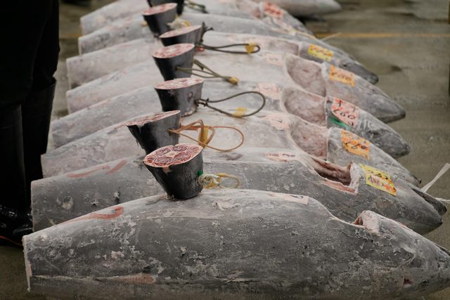 Tsukiji at 4am with a tuna broker