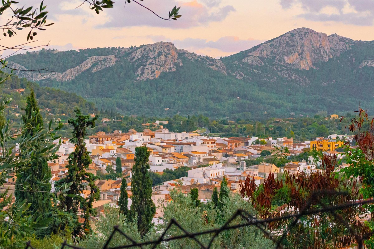A Tramuntana finca at olive harvest