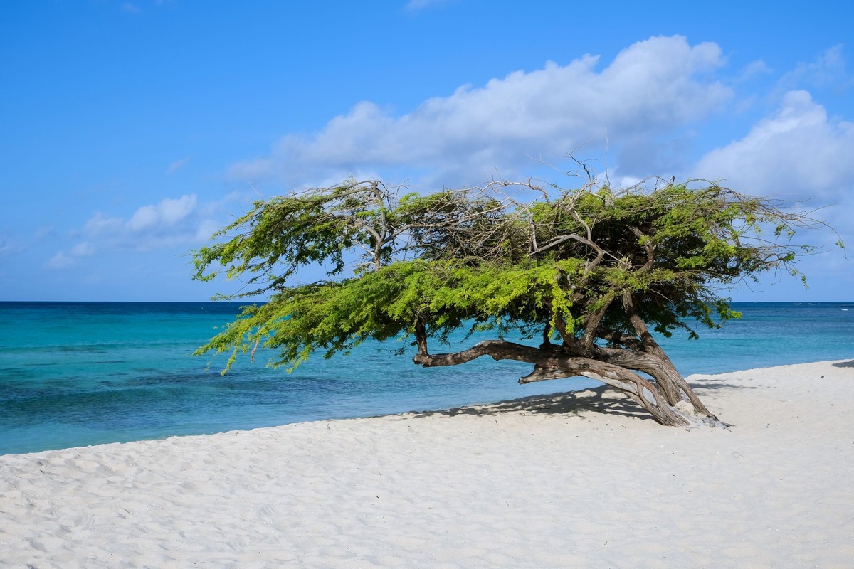 Eagle Beach at first light with the divi-divi trees