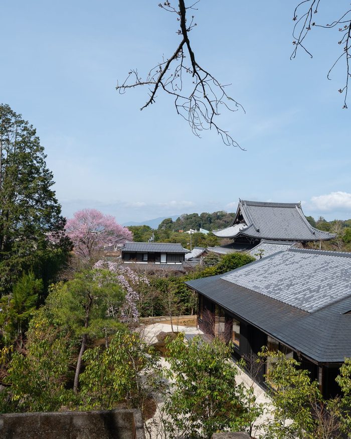 The Sakura, on Forecast