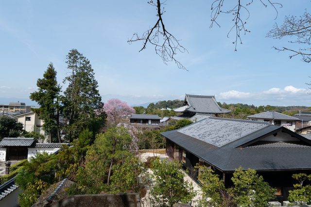 Cherry blossom from a private ryokan