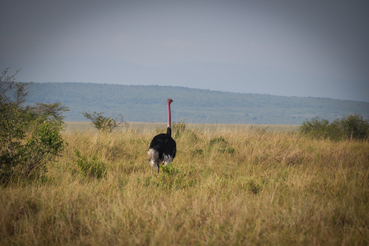 A private conservancy walk with the Maasai