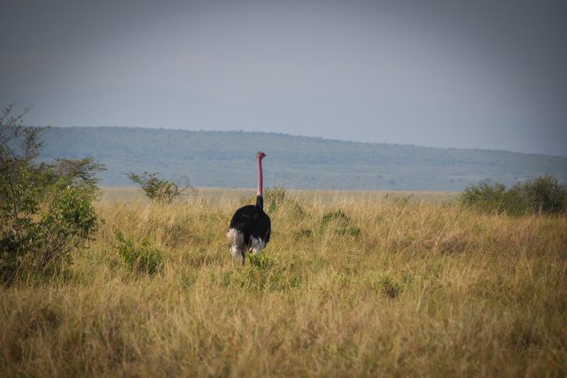 A private conservancy walk with the Maasai