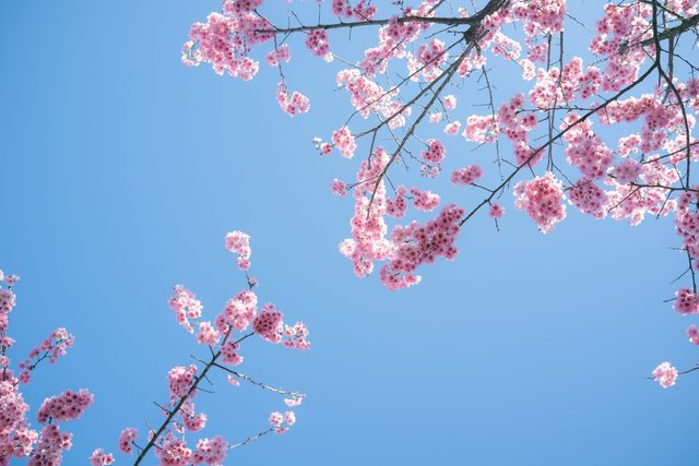 Cherry blossom from a private ryokan