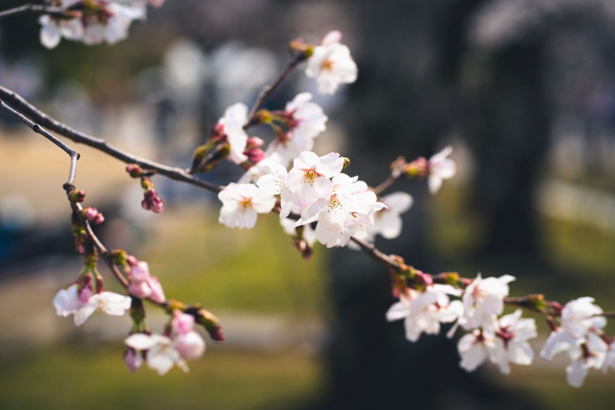 Cherry blossom from a private ryokan