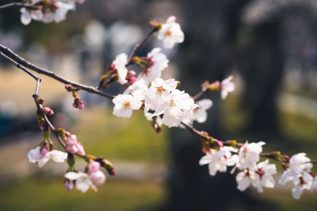 Cherry blossom from a private ryokan
