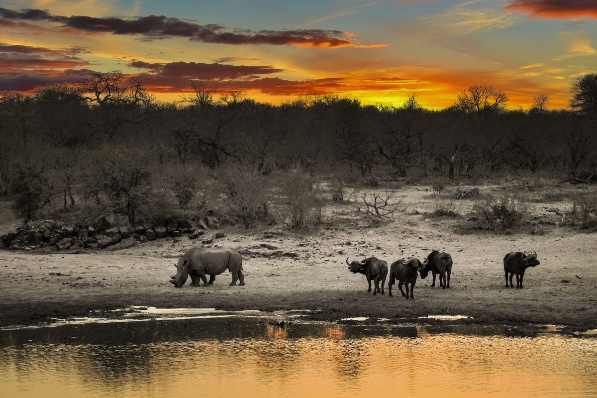 A private Big Five dawn on the Sabi Sand