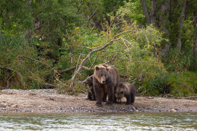 Bear-viewing without the crowd