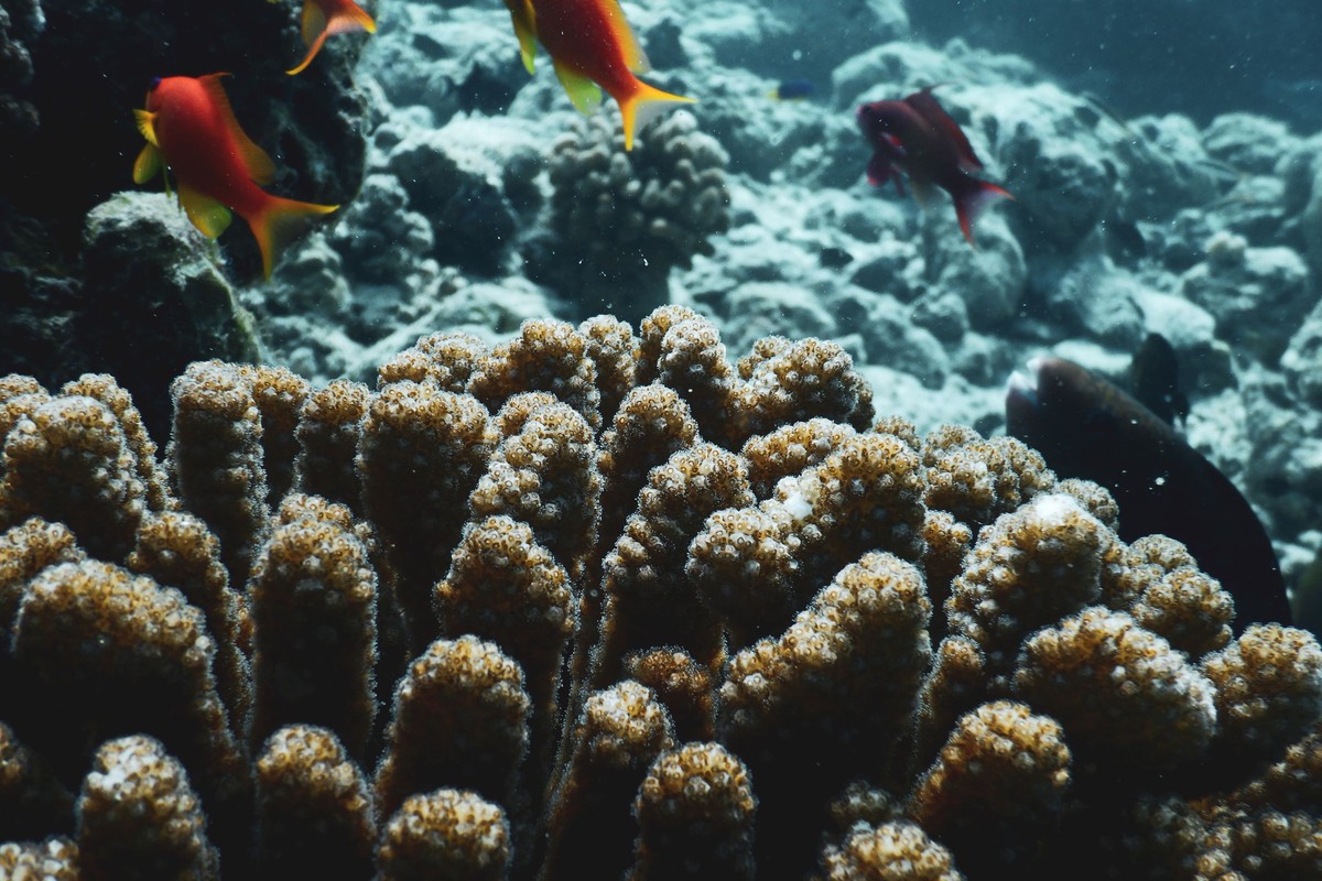 A reef that begins at your steps