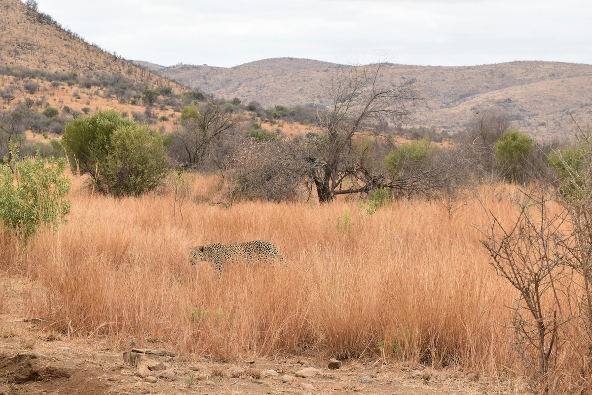 Bush dinner under the stars