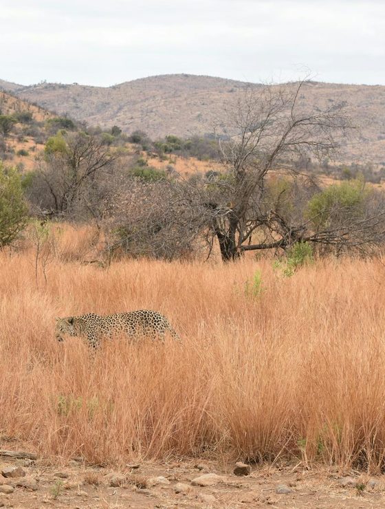 South Africa