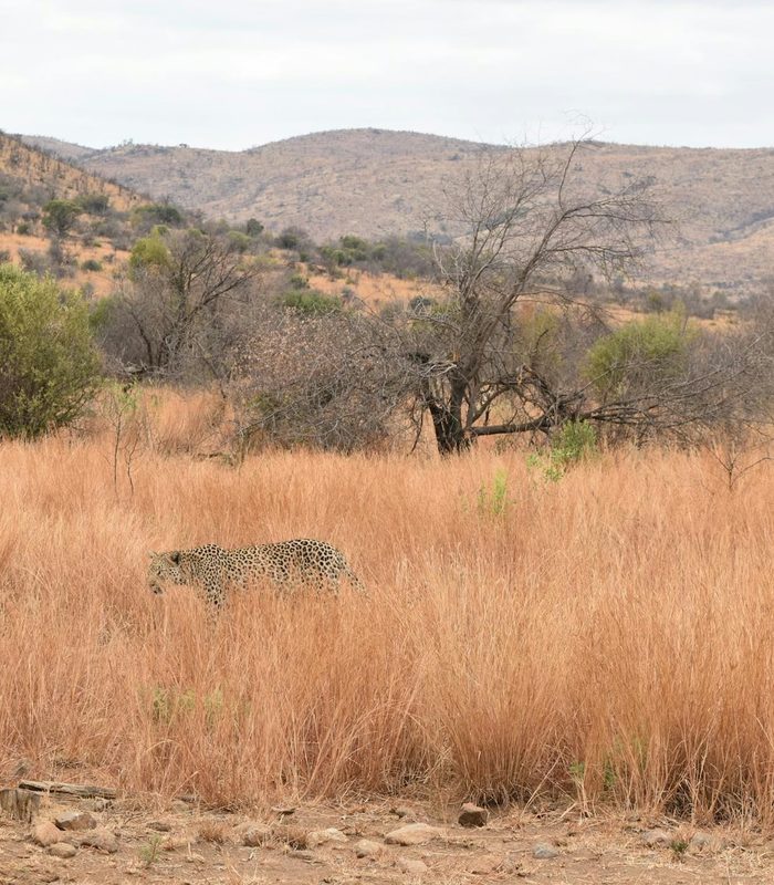 South Africa — Sabi Sand & the Cape