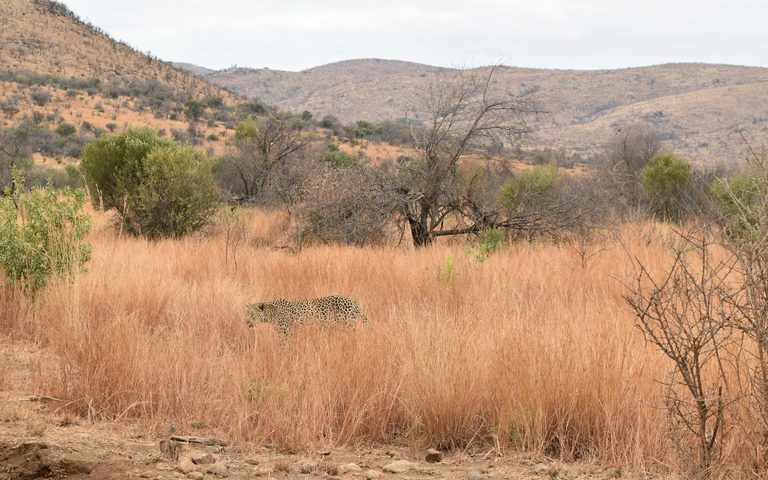 South Africa — luxury travel by Forest Travel