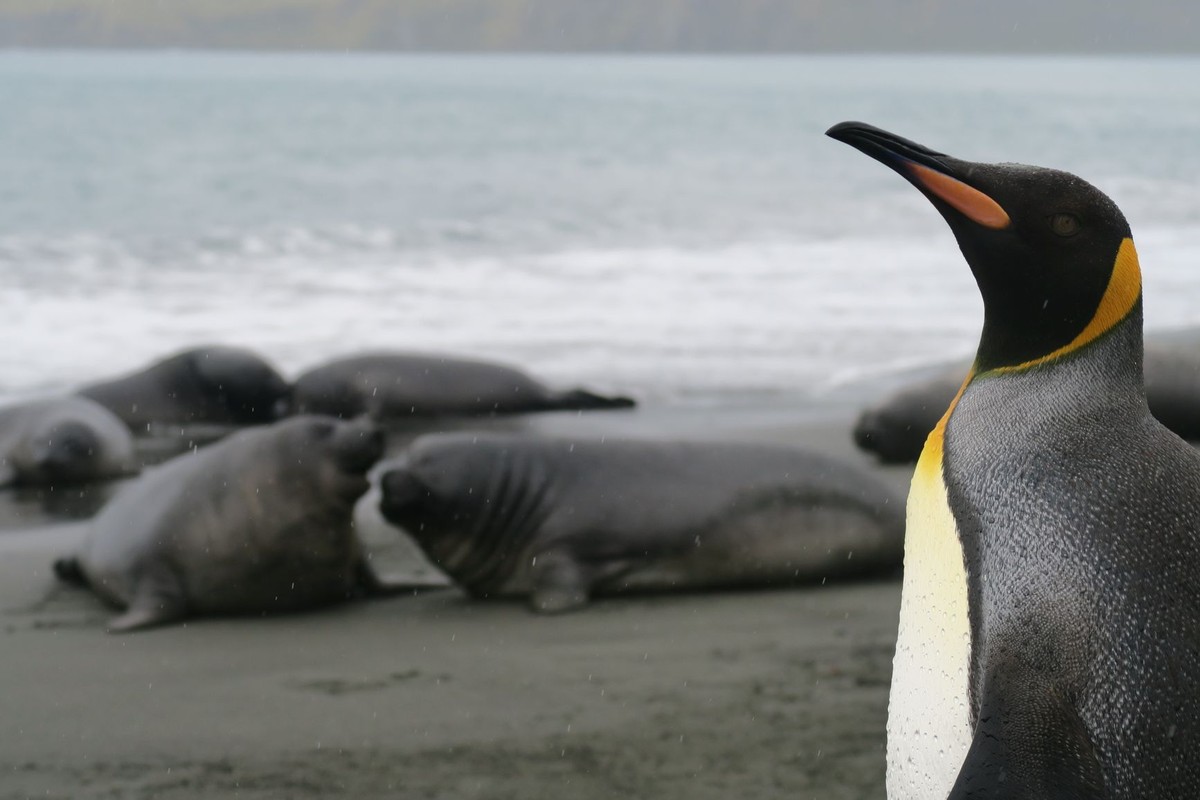 The Elephant Seals