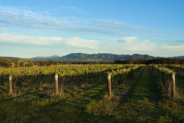 La Bodega del Hunter