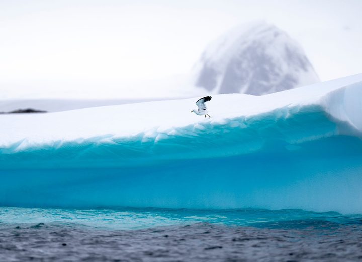 The Photographer's Antarctic