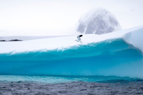 The Photographer's Antarctic