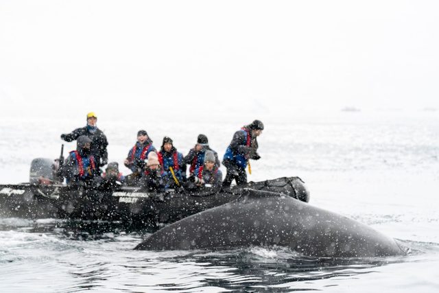 The Whales