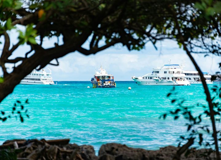 The Caribbean