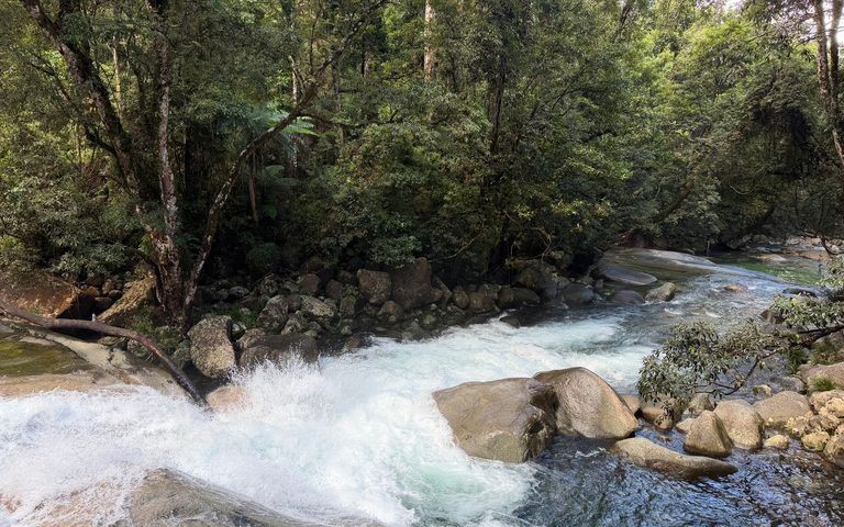Arrecife y Selva