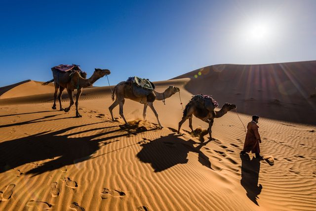 Camellos al Amanecer