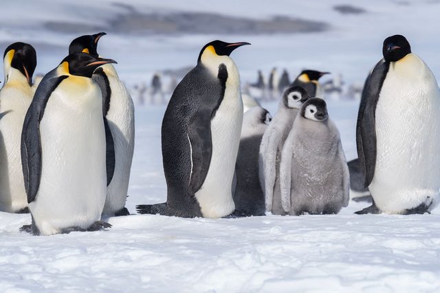 The Emperor Colony