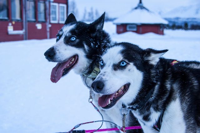 Christmas Above the Arctic Circle