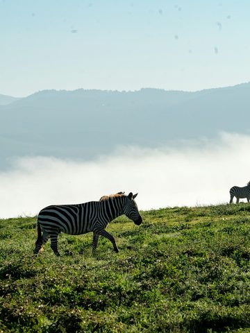 Tanzania