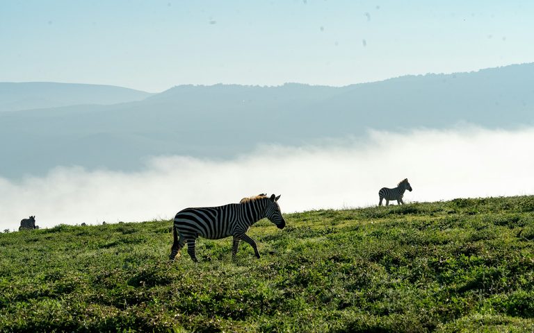Tanzania — luxury travel by Forest Travel