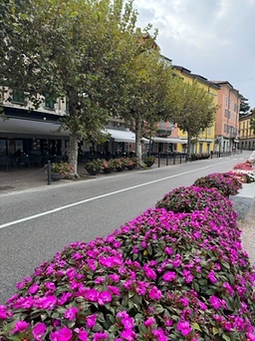A lakeside promenade lined with pink flowers